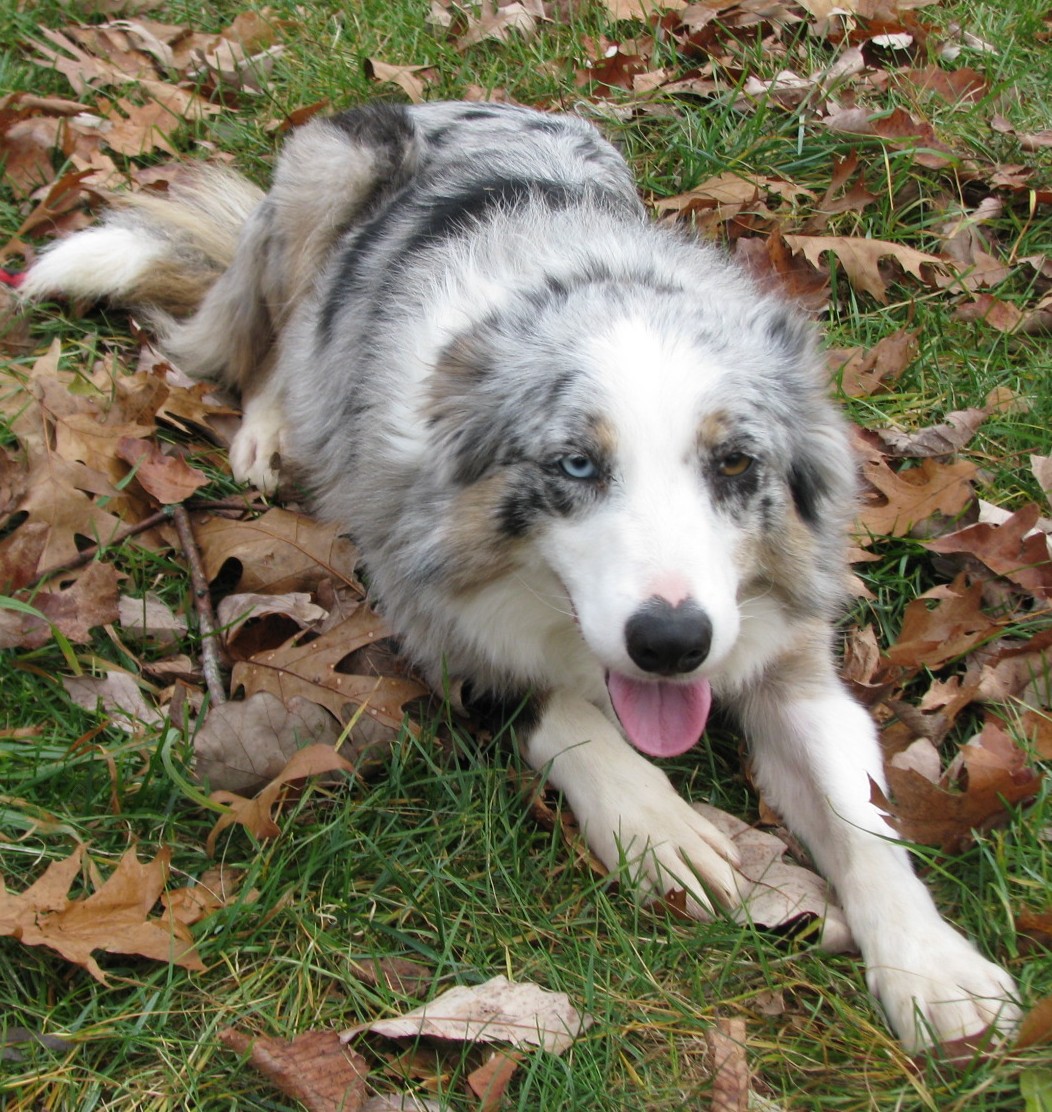 abca border collie puppies